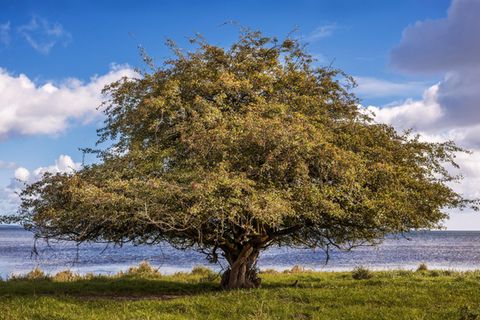 Ein Baum am Strand im Greifswalder Bodden