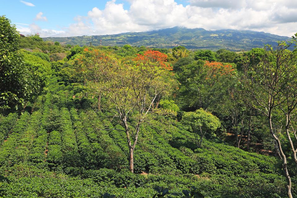 Eine Kaffeeplantage in Costa Rica – die Bäume zwischen den Kaffeepflanzen dienen dem Schutz vor Sonne und Wind