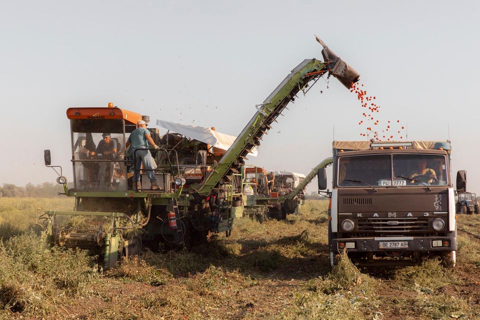 Tomatenernte in der Region Mykolajiw nahe Cherson