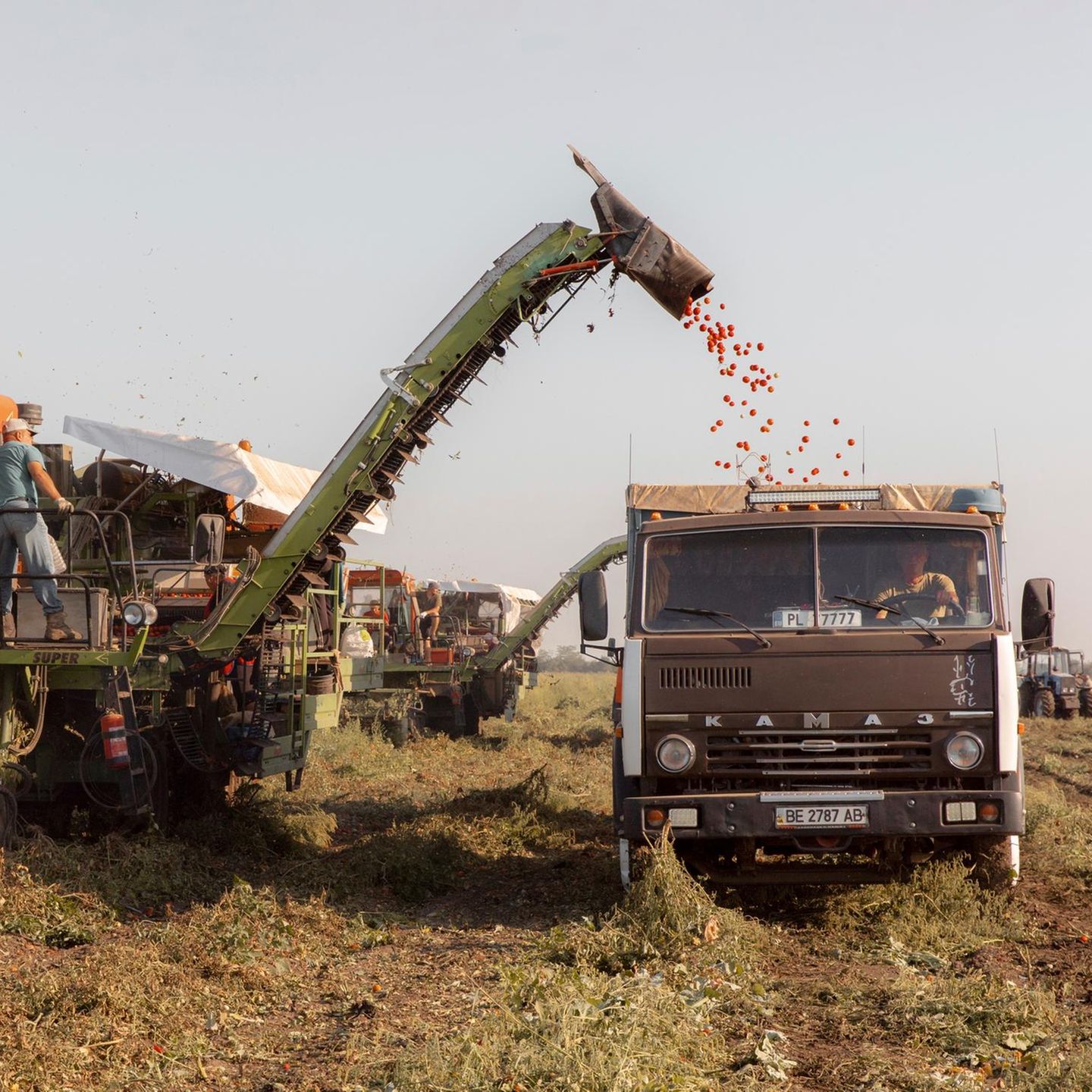 Tomatenernte in der Region Mykolajiw nahe Cherson
