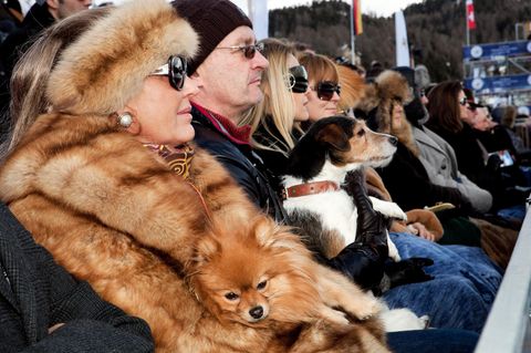 St. Moritz, 2011: Beim Snow Polo World Cup auf dem zugefrorenen See des Nobelortes darf es ruhig noch Pelz sein. Der Hund ist nicht Teil der Jacke.