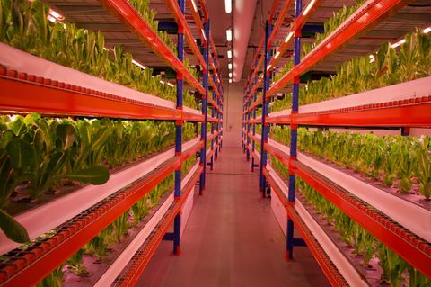 2022 eröffnete Bustanica in Dubai die größte Vertical Farm der Welt