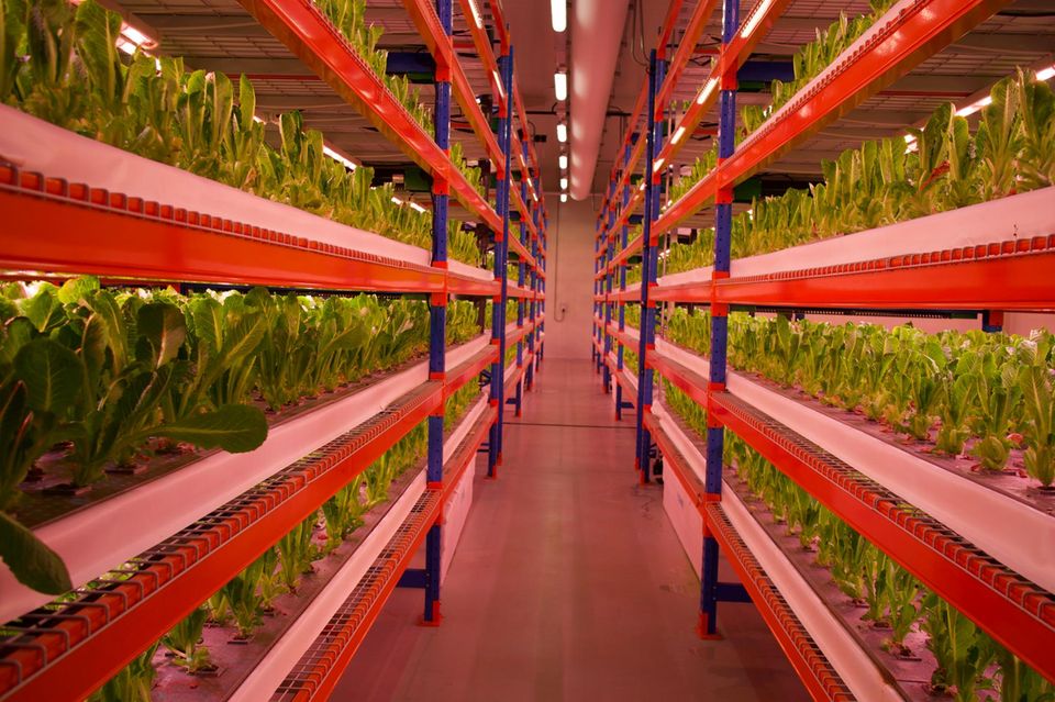 2022 eröffnete Bustanica in Dubai die größte Vertical Farm der Welt