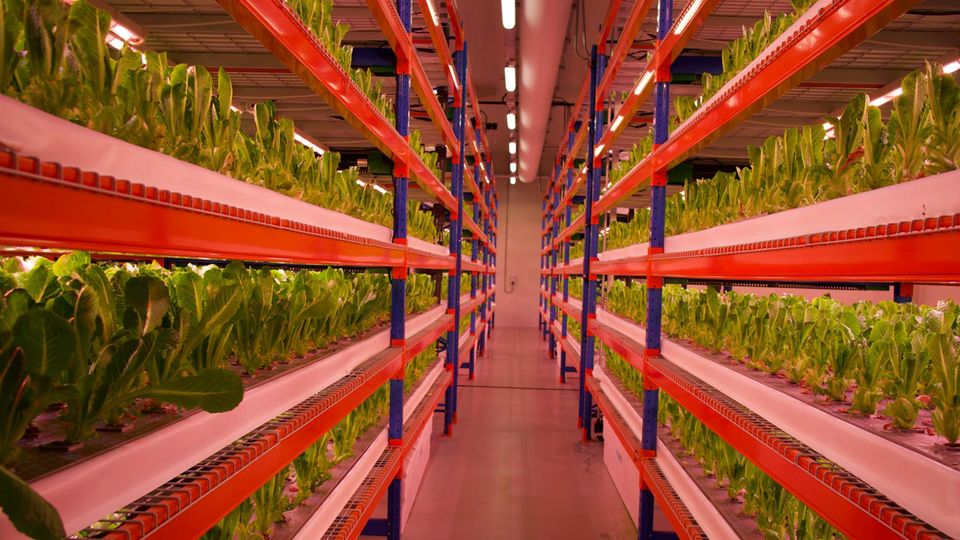 Anlage in Dubai: 2022 eröffnete Bustanica in Dubai die größte Vertical Farm der Welt 2022 eröffnete Bustanica in Dubai die größte Vertical Farm der Welt