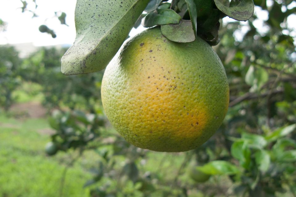 Orange, die mit der Gelben Drachenkrankheit infiziert und deshalb für die Orangensaft-Produktion ungeeignet ist