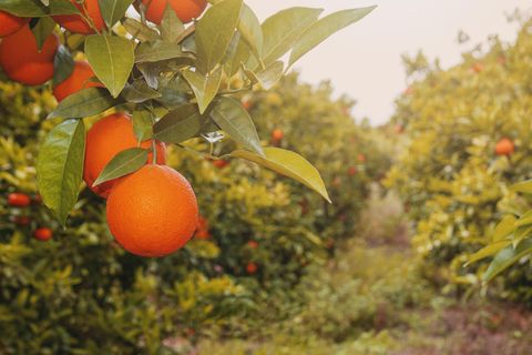 Krankheit, Klima, Extremwetter: Der Anbau von Orangen ist zu einem Risikogeschäft geworden