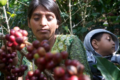 Kaffeeanbauerin in Guatemala