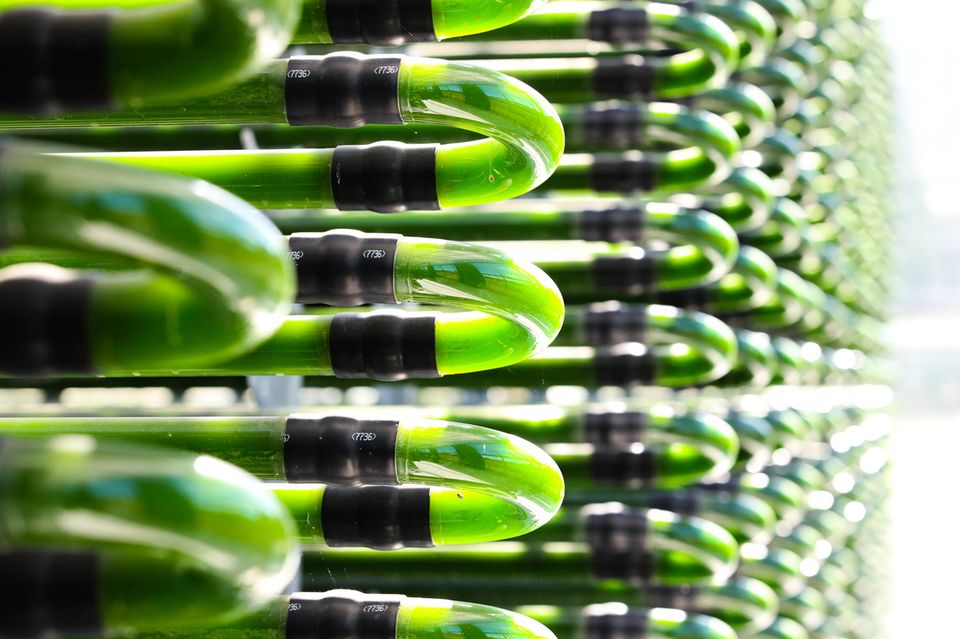Auf der Algenfarm in Klötze werden Leuchtalgen Pyrocystis und die Grünalge Chlorella gezüchtet