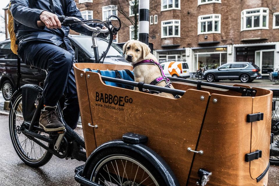 Ein Mann transportiert einen Hund im Lastenfahrrad von Babboe