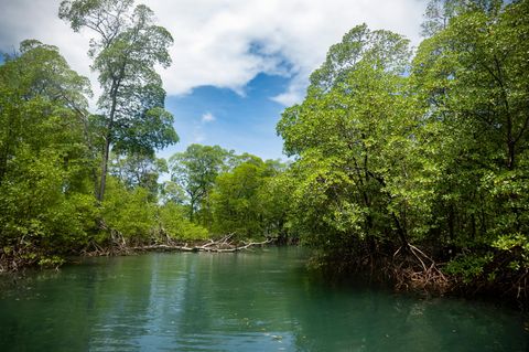 Mangrovenwald in Brasilien