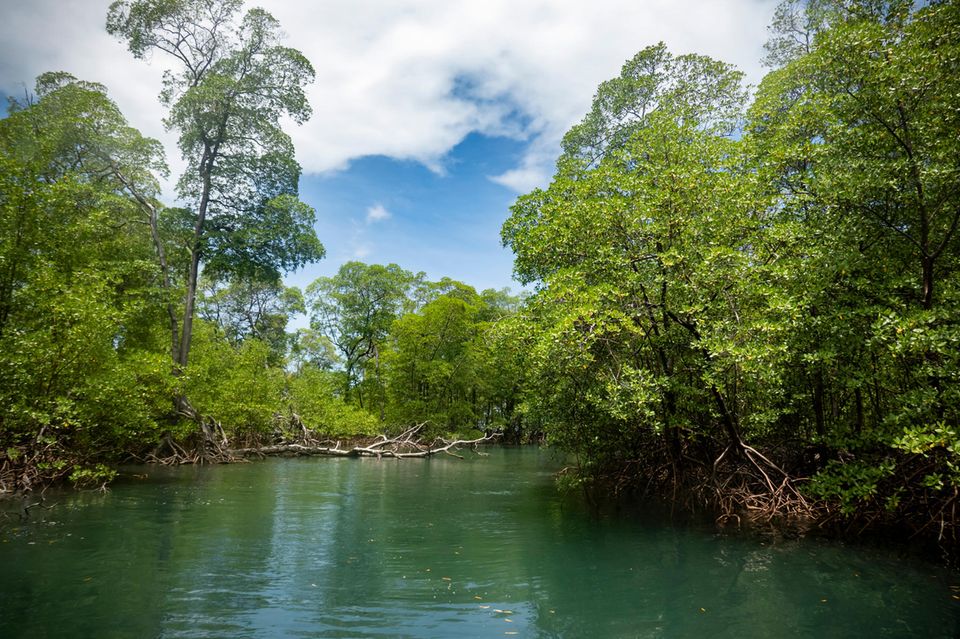 Mangrovenwald in Brasilien