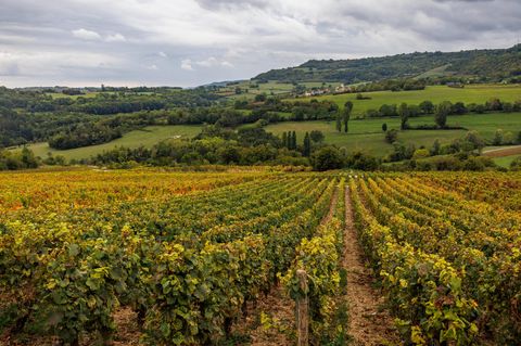 Weinberge in Frankreich