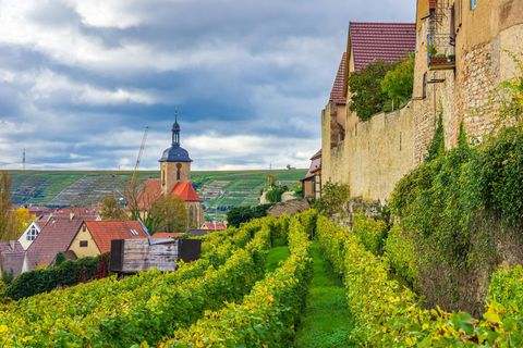 Weinberge und Kirchturm der Regiswindiskirche in Lauffen am Neckar