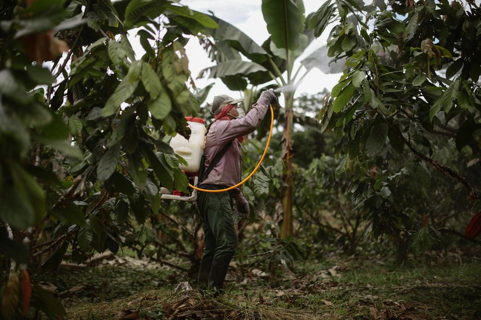 Lieferketten für Kakao sind im Fokus: Hier eine Plantage in Kolumbien