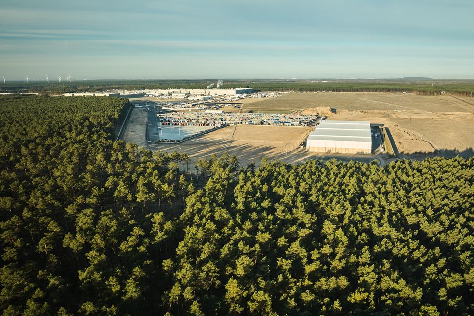 Blick auf ein Waldstück in der Nähe der Tesla-Gigafactory Berlin-Brandenburg