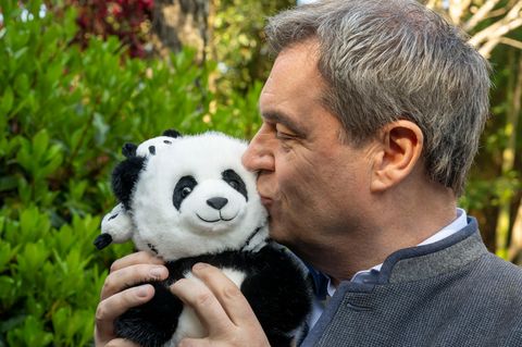 Markus Söder herzt einen Panda-Plüschbär