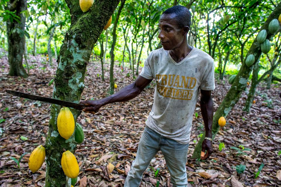 Kakao-Ernte auf einer Plantage nahe Agboville in Elfenbeinküste