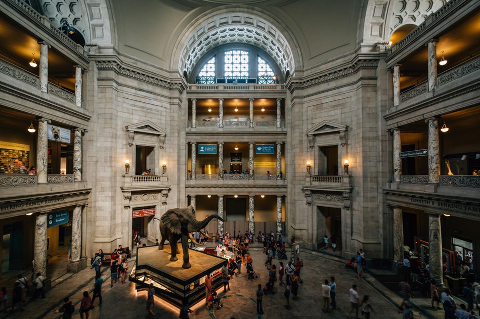 Ebenfalls mit 3,9 Millionen Besuchern auf Platz fünf kam laut der Auswertung das National Museum of Natural History in Washington, D. C. Anders als Tate Modern musste das Naturkundemuseum nur ein vergleichsweise kleines Besucherminus von 7,1 Prozent verkraften. Das war der das war der geringste Rückgang im Ranking. 