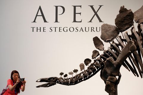 Eine Frau fotografiert das Skelett des Stegosaurus Apex