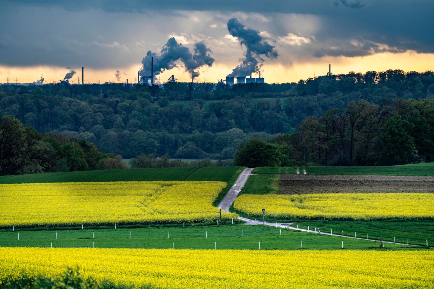 Blick über Mülheim an der Ruhr mit Rapsfeldern im Vordergrund auf Stahlwerke in Duisburg