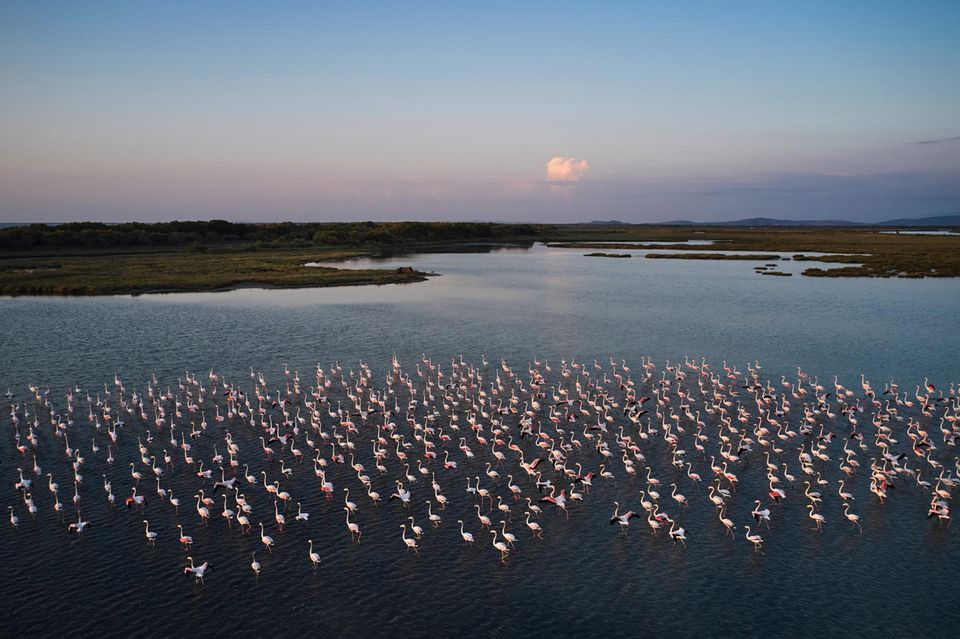 Vögel stehen im Wasser im Mündungsgebiet des Vjosa