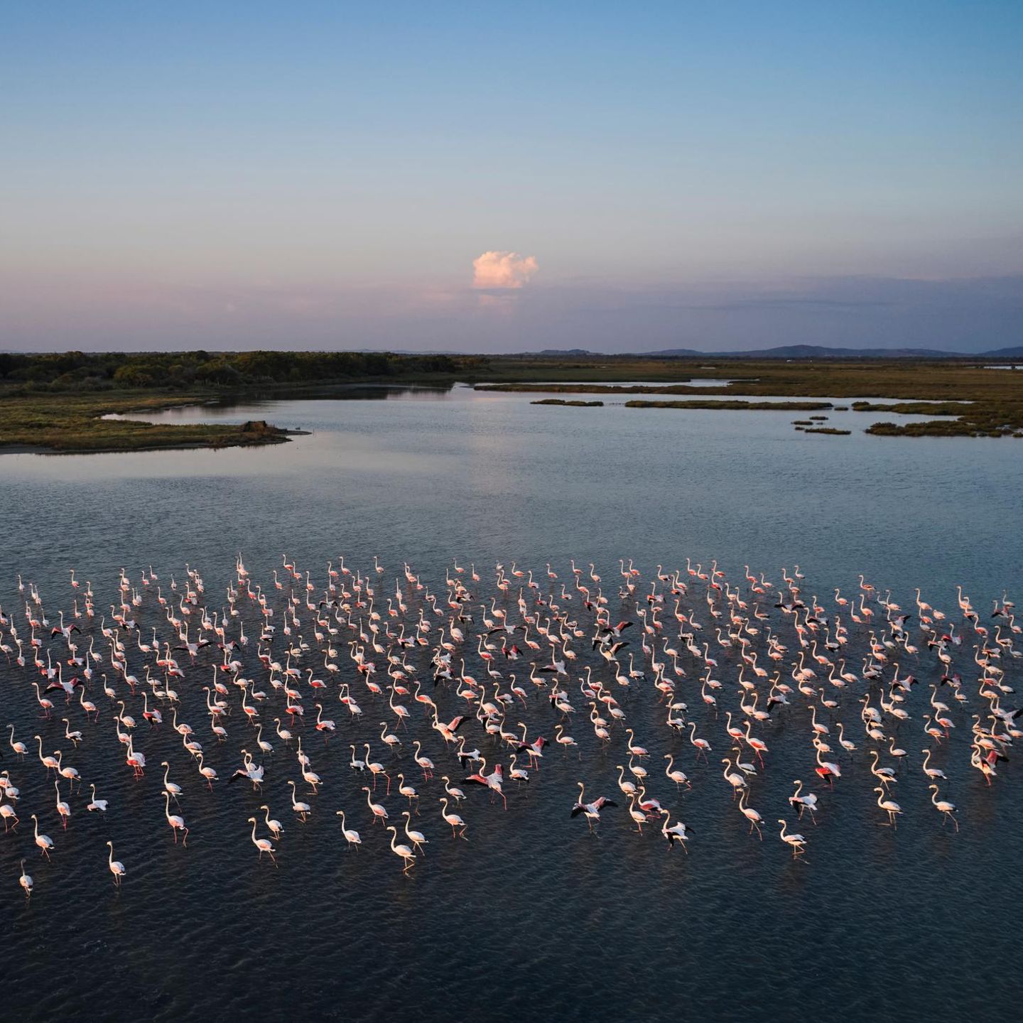 Vögel stehen im Wasser im Mündungsgebiet des Vjosa