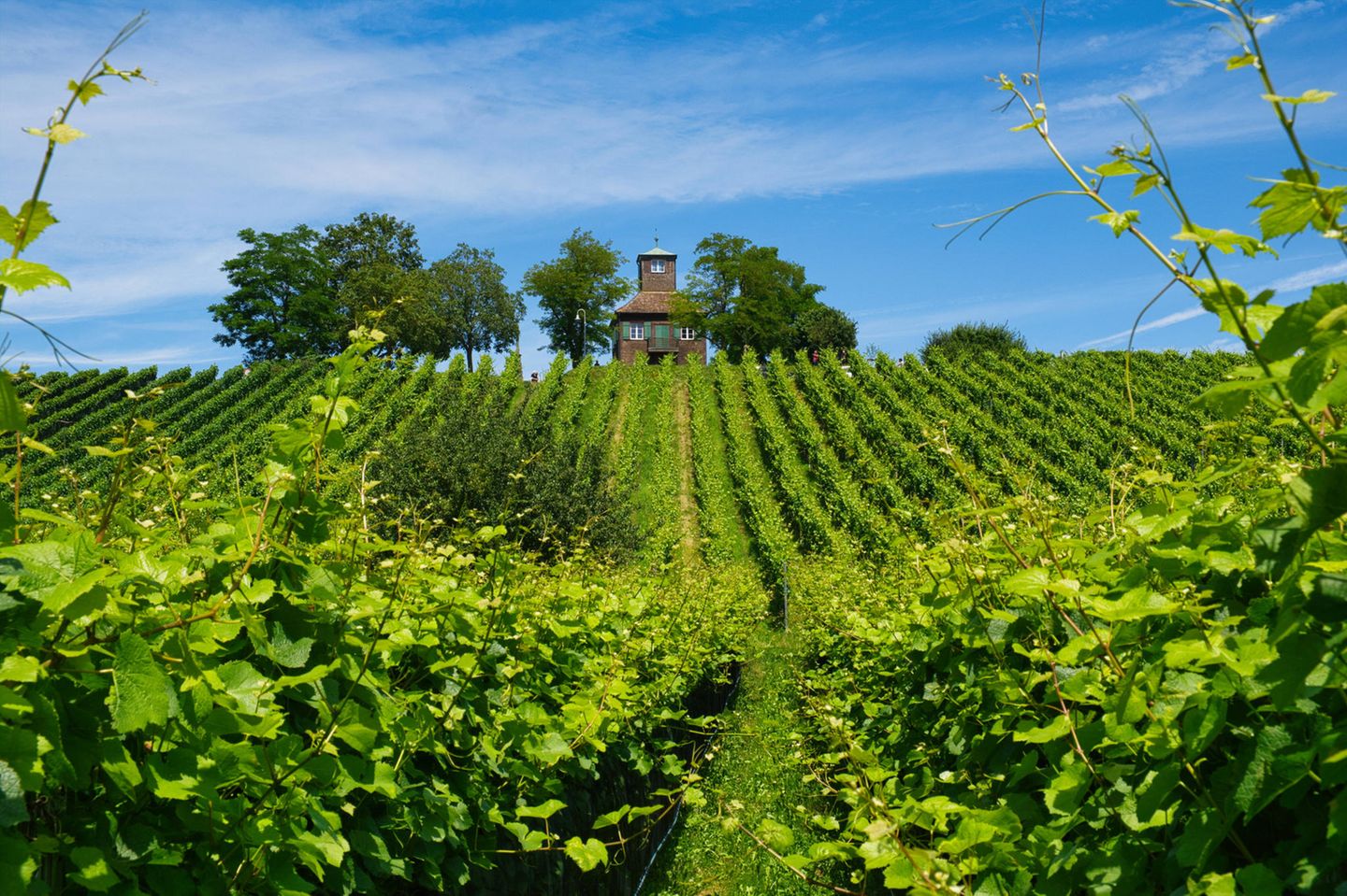 Weinberge, wie dieser auf der Insel Reichenau am Bodensee, werten ganze Regionen auf. Doch der Anbau lohnt sich immer seltener