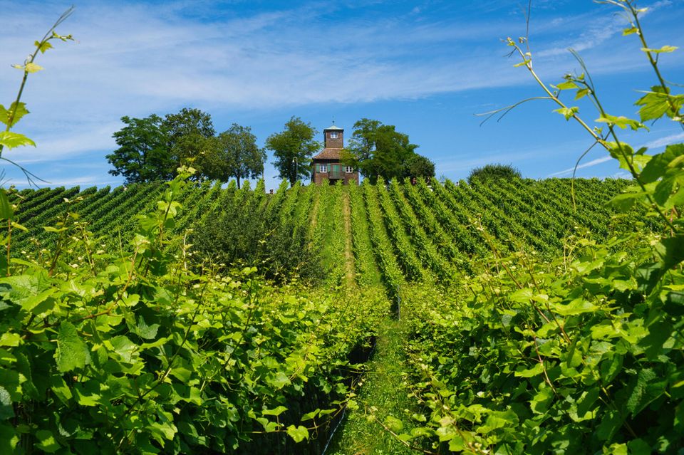 Weinberge, wie dieser auf der Insel Reichenau am Bodensee, werten ganze Regionen auf. Doch der Anbau lohnt sich immer seltener