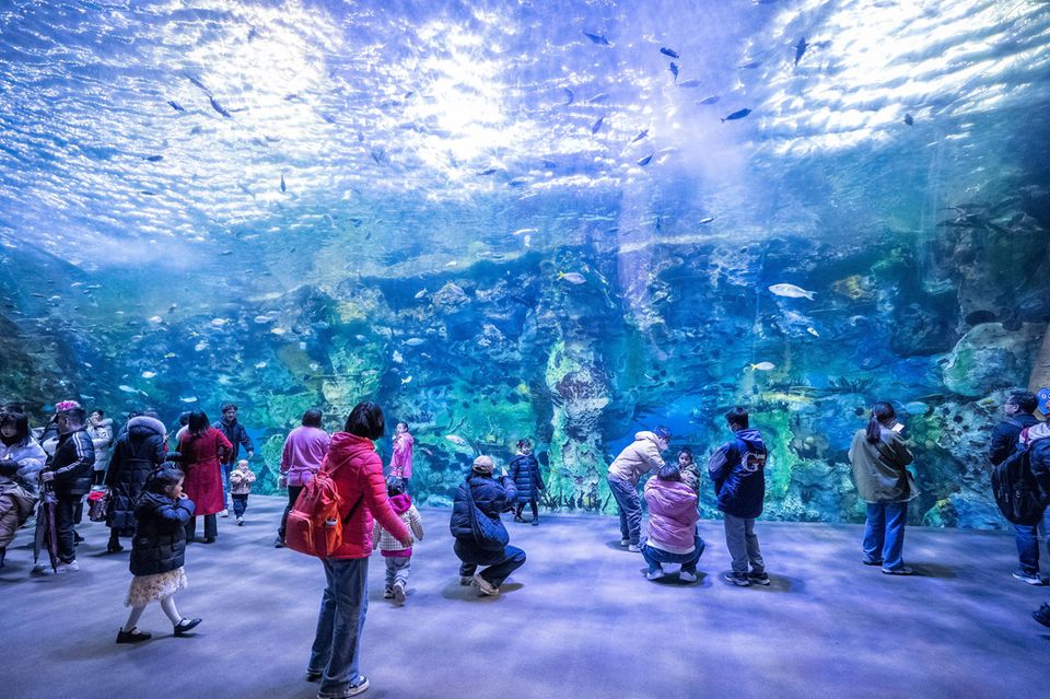 Nur zwei Freizeitparkbetreiber können Disney in diesem Ranking die Stirn bieten. Das gelang zum einem dem Chime-Long Ocean Kingdom in Zhuhai in China. Der Report verzeichnete schier traumhafte Zuwachsraten. Die Besucherzahl schnellte demnach binnen eines Jahres von 4,4 auf 12,5 Millionen in die Höhe. Laut dem Bericht hat das Schauaquarium mit Freizeitpark seine Bilanz also fast verdreifacht (plus 184,5 Prozent).  Chime-Long Ocean Kingdom wurde 2014 eröffnet und gilt als das größe Aquarium der Welt. 