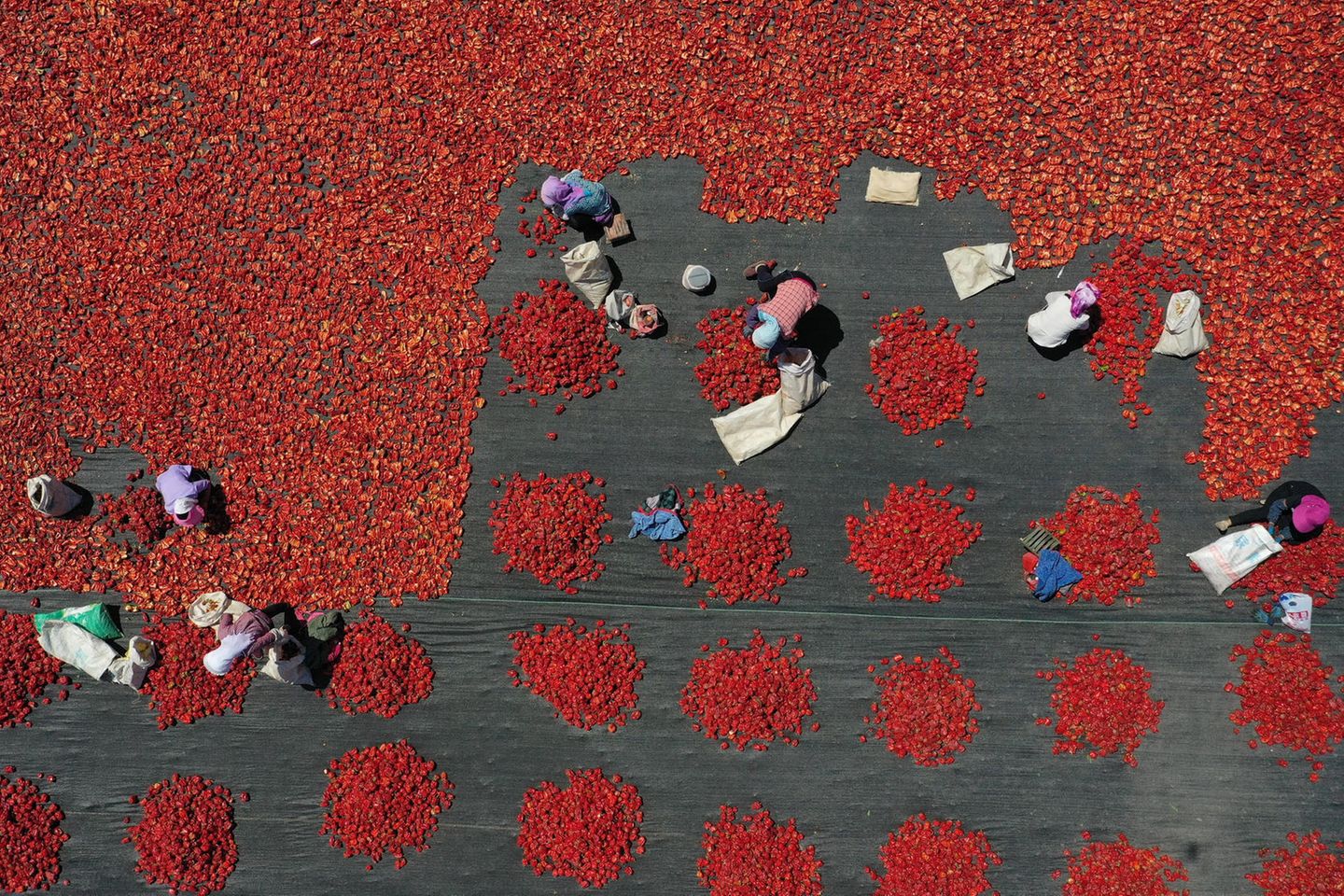 Luftaufnahme eines Tomatenfeldes in der chinesischen Region Xinjiang