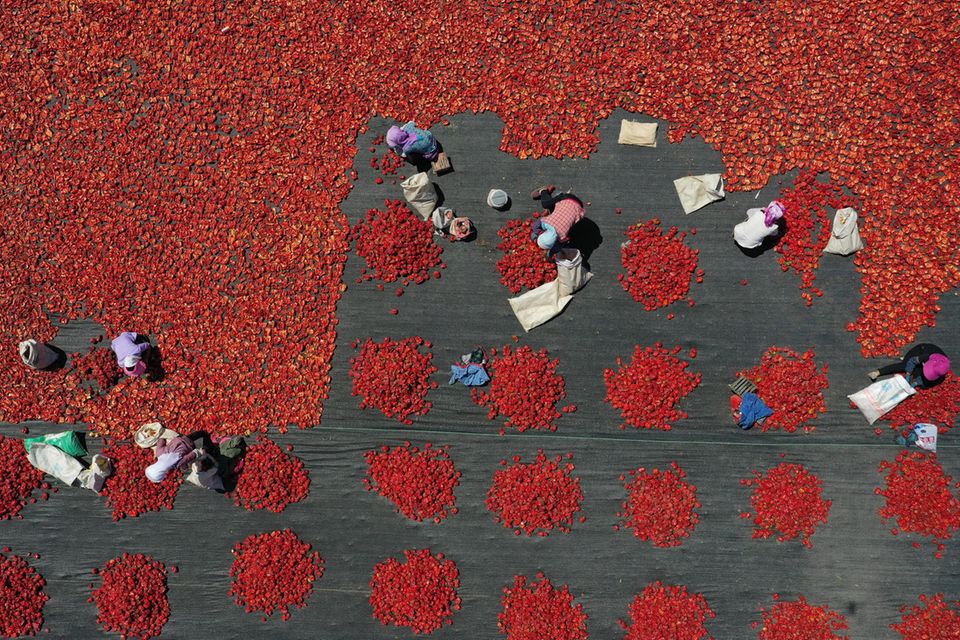 Luftaufnahme eines Tomatenfeldes in der chinesischen Region Xinjiang