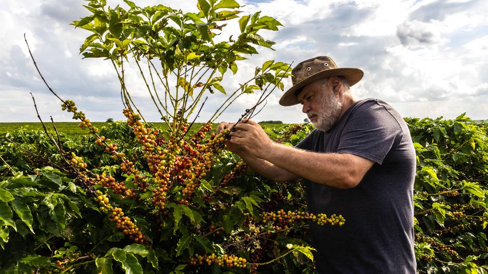 Mann analysiert die Früchte, die aus den Kaffeepflanzen auf einer Farm in Brasilien sprießen Mann analysiert die Früchte, die aus den Kaffeepflanzen auf einer Farm in Brasilien sprießen