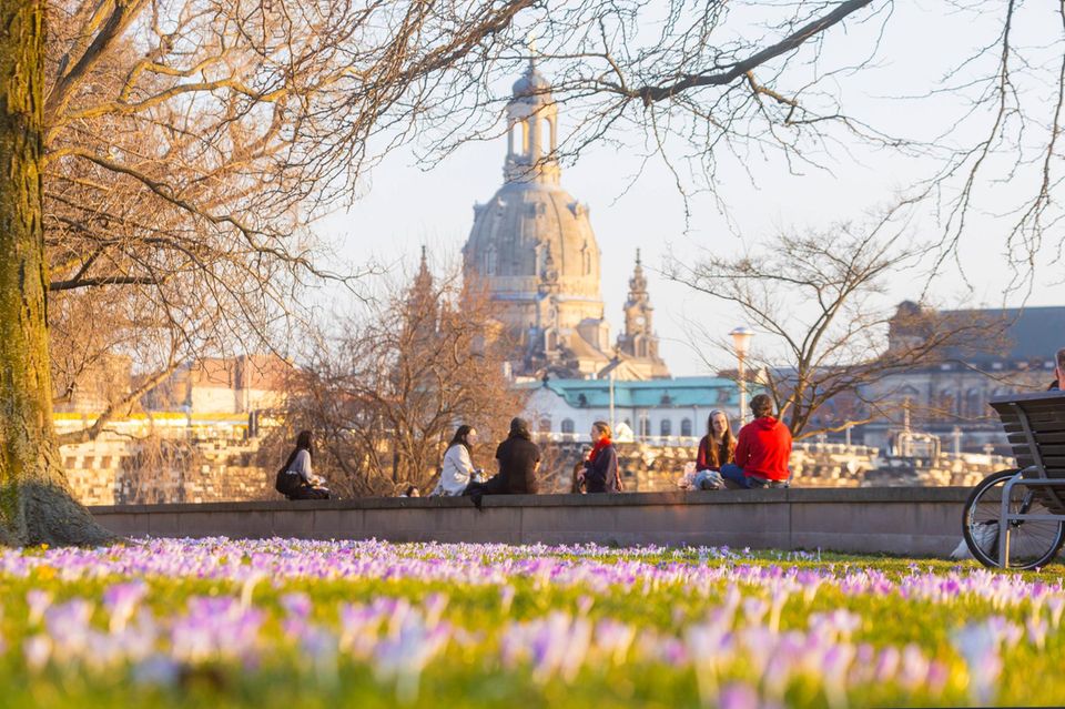 Bellevuegarten Sonnenanbeter auf den Krokuswiesen am Hotel Belevue am Neustädter Elbufer. Blick zur Frauenkirche