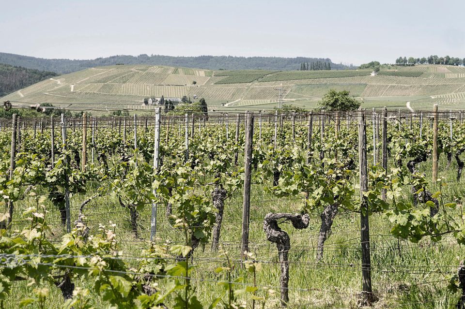 Zu den Weinbergen, in denen die Trauben für Eva Frickes Weine wachsen, gehören etliche traditionsreiche Lagen