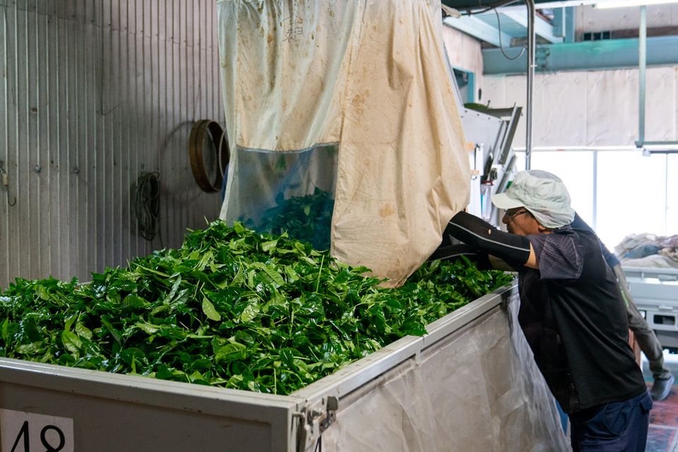 So volle Transportwagen für gepflückte Blätter wird die Matcha-Ernte 2025 kaum hergeben, sie war die schlechteste seit 25 Jahren.