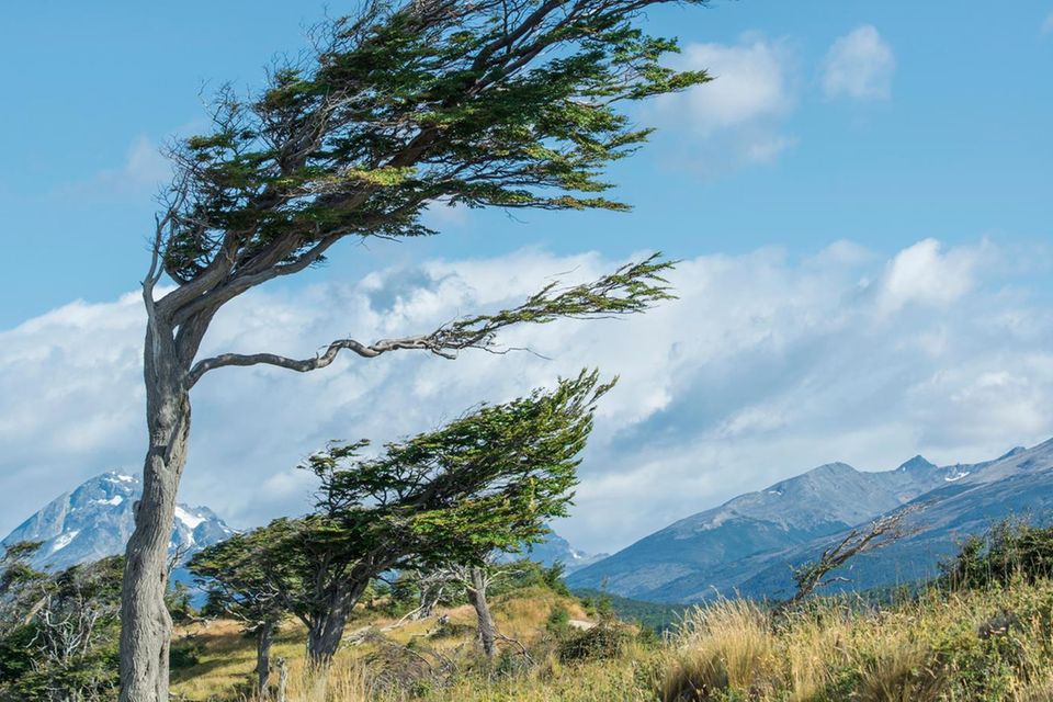 Windflüchter-Bäume