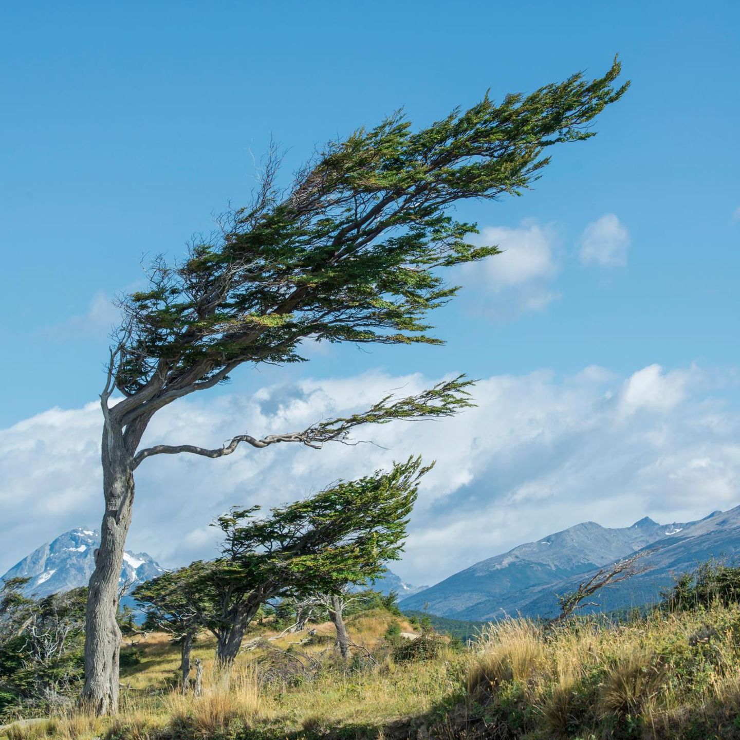 Windflüchter-Bäume
