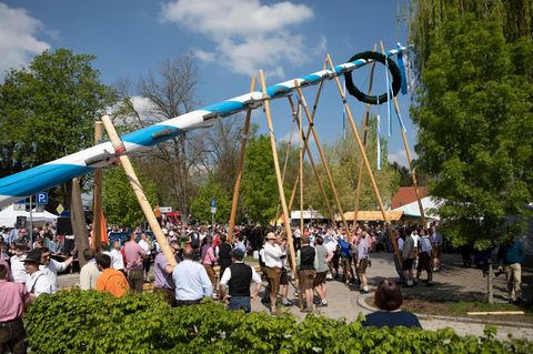 Menschen in Olching bei München stellen Maibaum noch per Hand auf