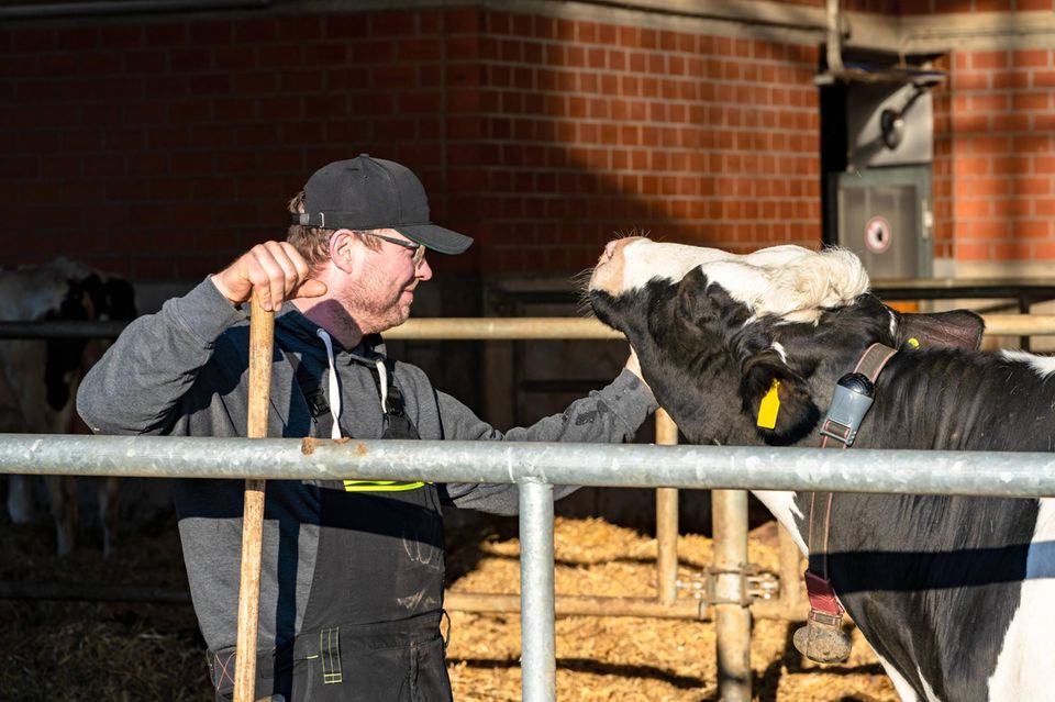 Landwirt krault eine Kuh