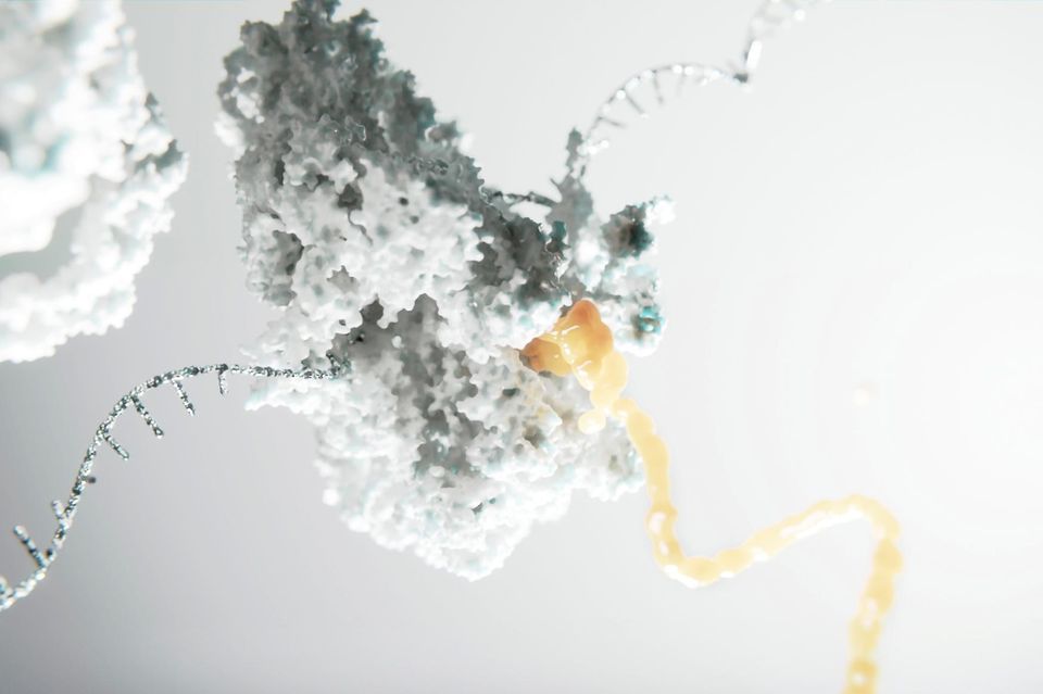 La gráfica de computadora muestra un ribosoma produciendo una proteína (amarillo). El plano de esta proteína lo proporciona la cadena de ARNm (plateado).