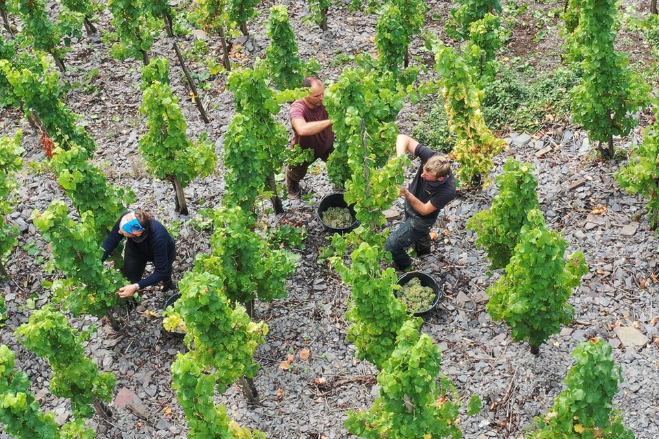 Weinlese Mosel
