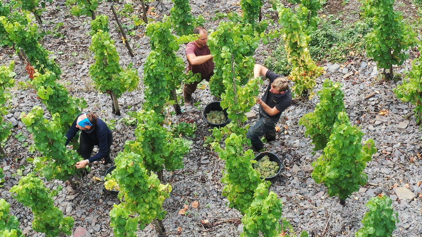Importierte-Flaschen-Deutsche-Weinbauern-in-Sorge-US-Z-lle-bedrohen-den-Export