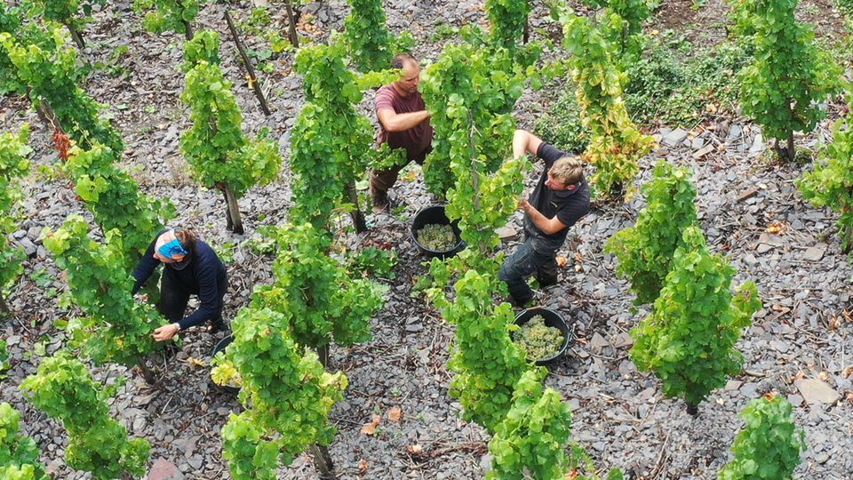 Weinlese Mosel