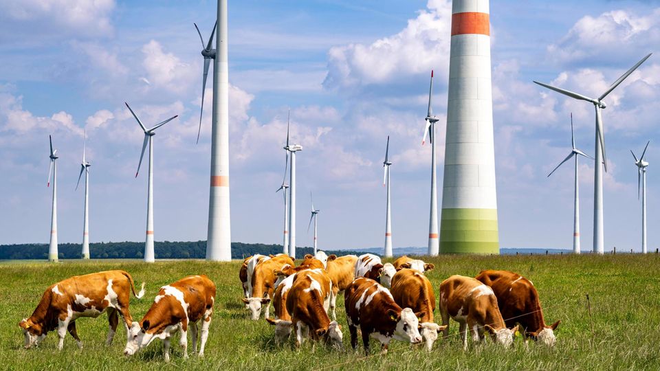 Windpark Viehweide