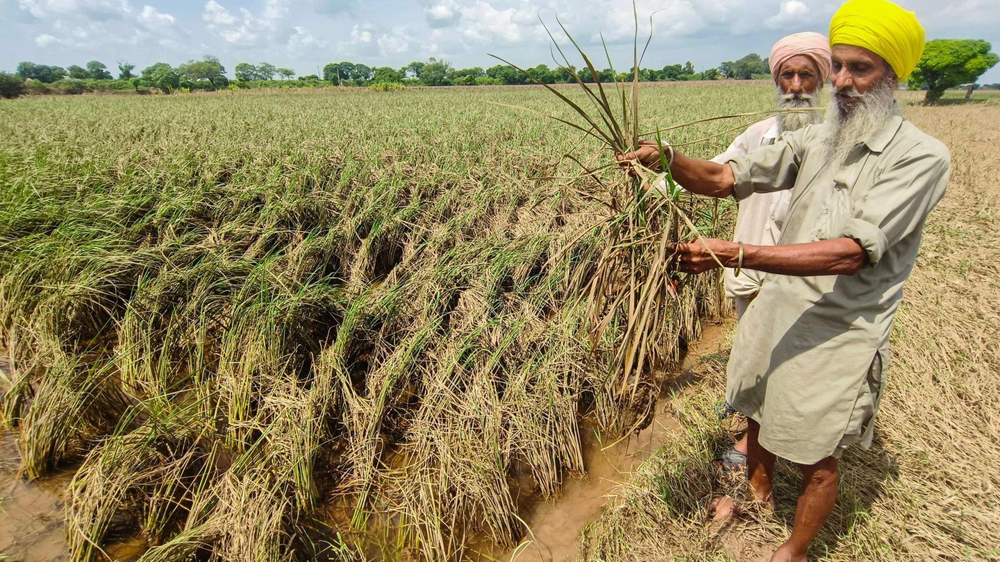 Indien-Streit-um-Basmati-Reis-gef-hrdet-Freihandelsabkommen