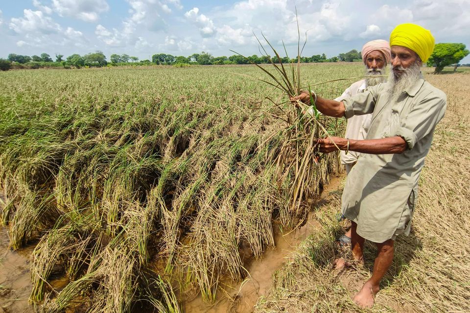 Ein Farmer zeigt beschädigte Basmati-Reis-Pflanzen nach einer Flut im September.