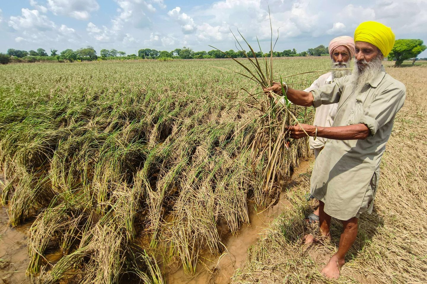 Ein Farmer zeigt beschädigte Basmati-Reis-Pflanzen nach einer Flut im September.