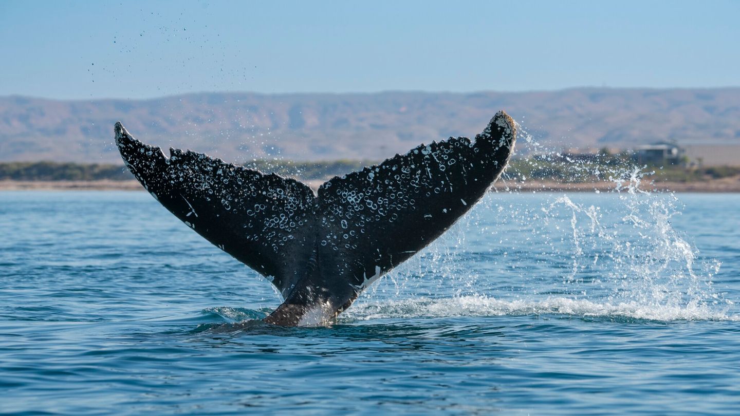 Uhren-Uhren-mit-Tiefgang-Wie-Rolex-Co-die-Ozeane-sch-tzen-wollen-Capital-