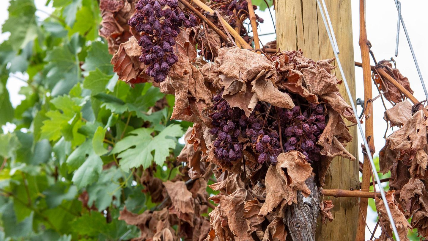 Klimawandel: Hitze und Niedrigwasser gefährden die Weinernte