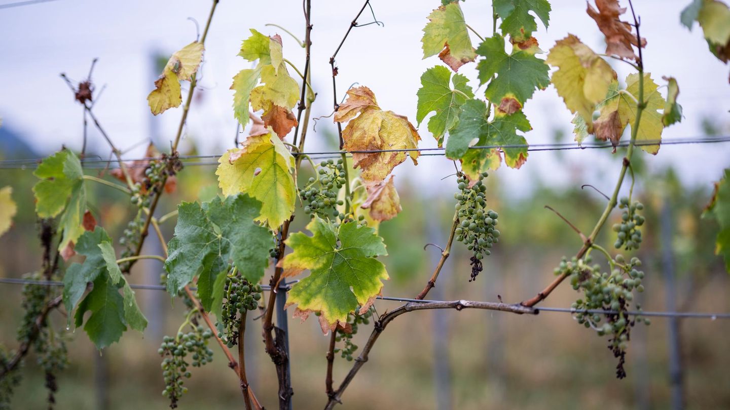 Schwache Weinernte: Wird der Wein im Supermarktregal jetzt teurer?